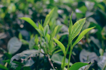 Tea leaves in closeup photo. Fresh Green tea tree leaves in eco herbal farm. Tree tea plantations...