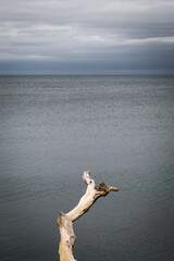 Lone drift wood in water on moody cloudy day
