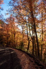 Autumn colors in China Muerta National Reserve, Chile