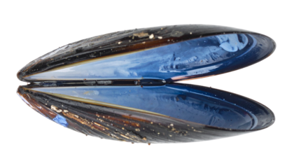 Blue Mussel Shell Close-up