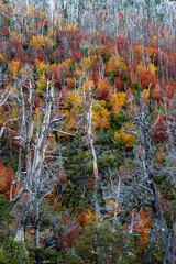 Autumn in China Muerta National Reserve