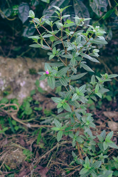 Close-up View of Osbeckia Octandra Flower &ndash; Heen Bovitiya Native Sri Lankan Medicinal Plant in Bloom. Heen Bovitiya (Osbeckia Octandra) Vibrant Purple Wildflower from Sri Lanka&rsquo;s Natural Forests.
