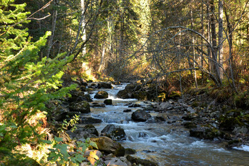 Obraz premium The rays of the morning sun through the tree trunks illuminate the bed of a turbulent mountain stream flowing through an autumn forest.