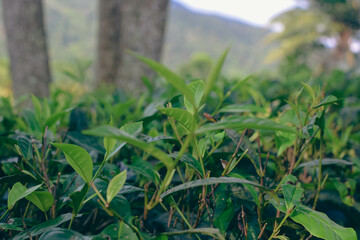 Tea leaves in closeup photo. Fresh Green tea tree leaves in eco herbal farm. Tree tea plantations in morning sunlight. Drinking organic tea relax heath plant. Green tea trees with two leaves and a bud