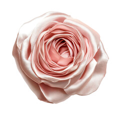 a pink rose is shown on a white background