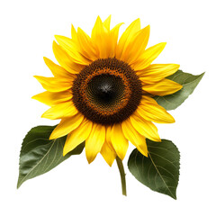 a sunflower with green leaves on a white background