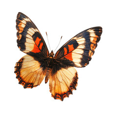 a butterfly with orange and black markings on its wings