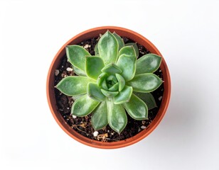 A top-down view of a vibrant succulent plant thriving in a small brown pot. Its green leaves form a beautiful rosette shape