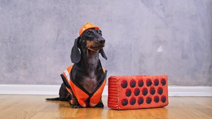 A dachshund in a construction suit and hat sits with a brick and looks around, showing a playful expression