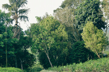 Fototapeta premium Majestic Landscapes of Sri Lanka. Breathtaking Beauty Capturing the Serene Essence of Nature in Stunning Landscapes. A Journey Through Picturesque Nature Landscapes. The beauty of Nature’s Landscape