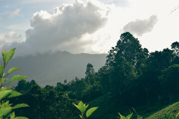 Obraz premium Lush Green Mountain Range Covered with Dense Forest Trees and Native Plants in Natural Landscape. Scenic View of Verdant Mountain Hills with Evergreen Trees and Nature-Loving Flora. Sinharaja Forest