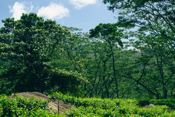 Obraz premium Lush Green Mountain Range Covered with Dense Forest Trees and Native Plants in Natural Landscape. Scenic View of Verdant Mountain Hills with Evergreen Trees and Nature-Loving Flora. Sinharaja Forest