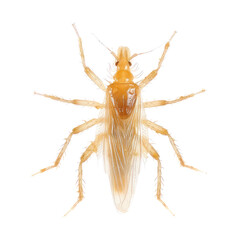 Obraz premium Lice front view full body isolate on transparent background