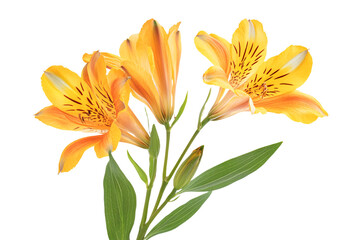 Naklejka premium a close up of a flower with leaves