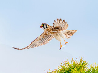 A beautiful American Kestrel female takes flight after feeding on her prey against a light blue sky background.. Close up view.