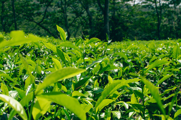 Tea leaves in closeup photo. Fresh Green tea tree leaves in eco herbal farm. Tree tea plantations...