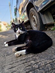Male cats are often more territorial than female cats.

