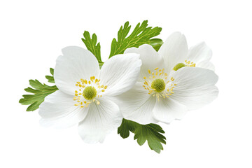 a close up of two white flowers with green leaves