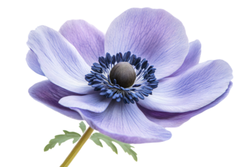 a purple flower with a blue center on a stem