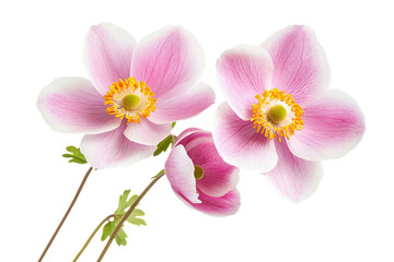 two pink flowers are in a vase on a white surface
