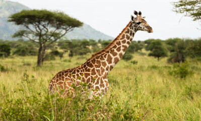 Obraz premium giraffe in the savannah