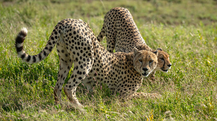 Cheetah in the serengeti