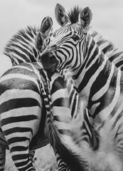 Zebras in the serengeti