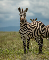 Zebras in the serengeti