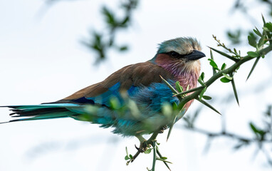 lilac breasted roller