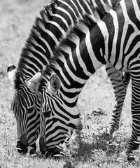 Zebras in the serengeti