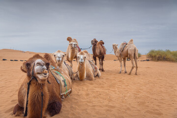 Three camels posing in the desert, Inner-Mongolia, China. Blue sky with copy space for text