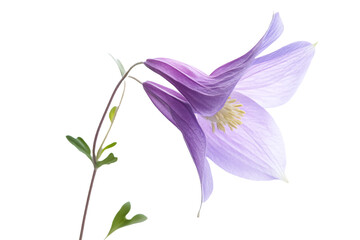a purple flower with a stem and leaves