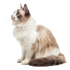 Obraz premium Ragdolls pet side view full body isolate on white background