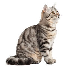 Fototapeta premium American Shorthairs cat pet full body isolate on white background