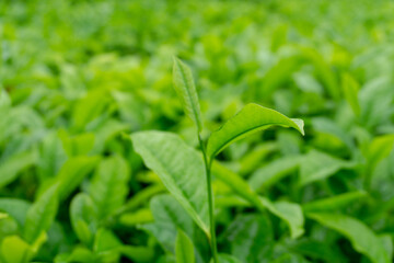 Close-up view of lush green tea leaves in a tea plantation