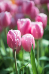 Fototapeta premium Pink tulips blooming at ornamental garden in spring time, Flower background