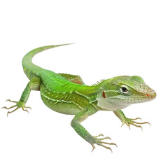 Fototapeta premium Green Anole pet full body isolate on white background,