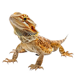 Obraz premium Bearded Dragons pet side view full body isolate on white background,