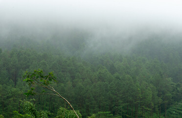 Mist-Shrouded Forest Vista