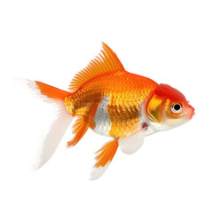 Fototapeta premium Goldfish side view full body isolate on white background,