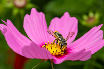 leaf cutter bee on pink cosmos flower