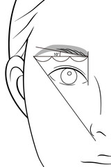 基本の眉メイクをした女性｜目元のアップ｜線画イラスト素材