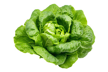 Obraz premium a green leafy vegetable on a white background