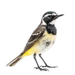 Obraz premium Wagtail bird front view full body isolate on white background