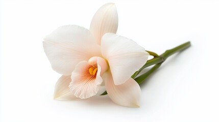 Naklejka premium Delicate orchid flower, ivory petals, peach center, green stem, on white background