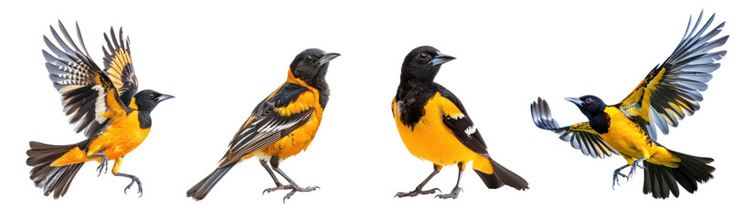 Collection of Oriole bird fly full body isolate on white background,