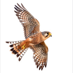 Obraz premium Kestrel bird fly full body isolate on white background