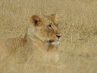 animals in the desert