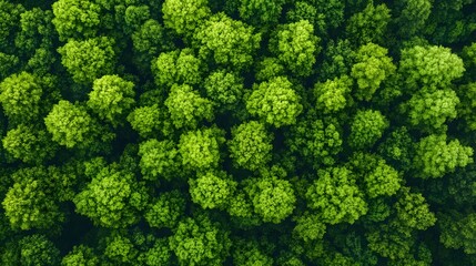 Lush green forest canopy from below