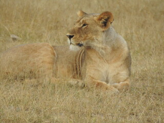 animals in the wilderness